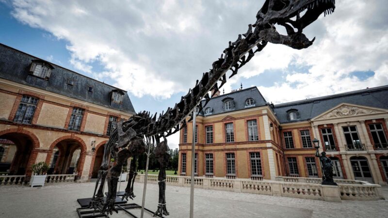 Esqueleto de dinossauro ‘Vulcain’ é vendido por US$ 5 milhões em leilão em Paris