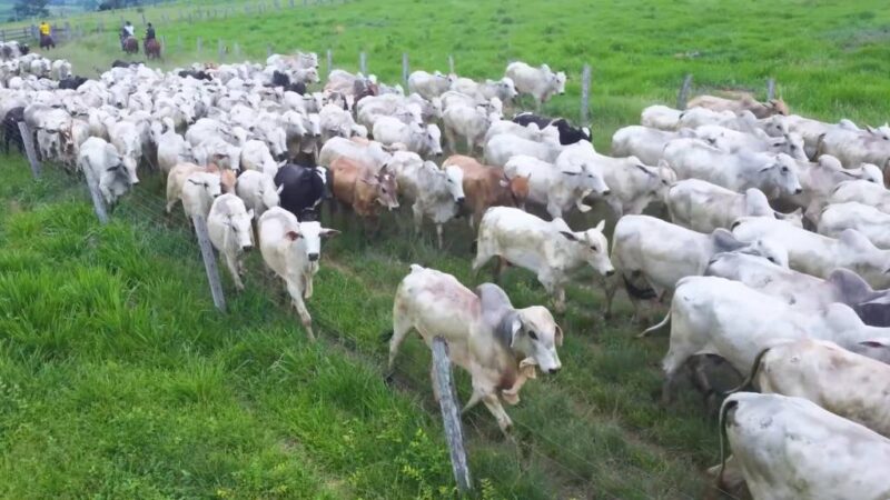 5° Leilão Presencial Capital do Nortão hoje no Agro Canal