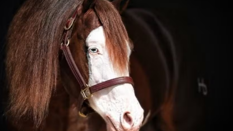 Cavalo de R$ 65 milhões com mais de mil filhos premiados terá sêmen leiloado no Brasil